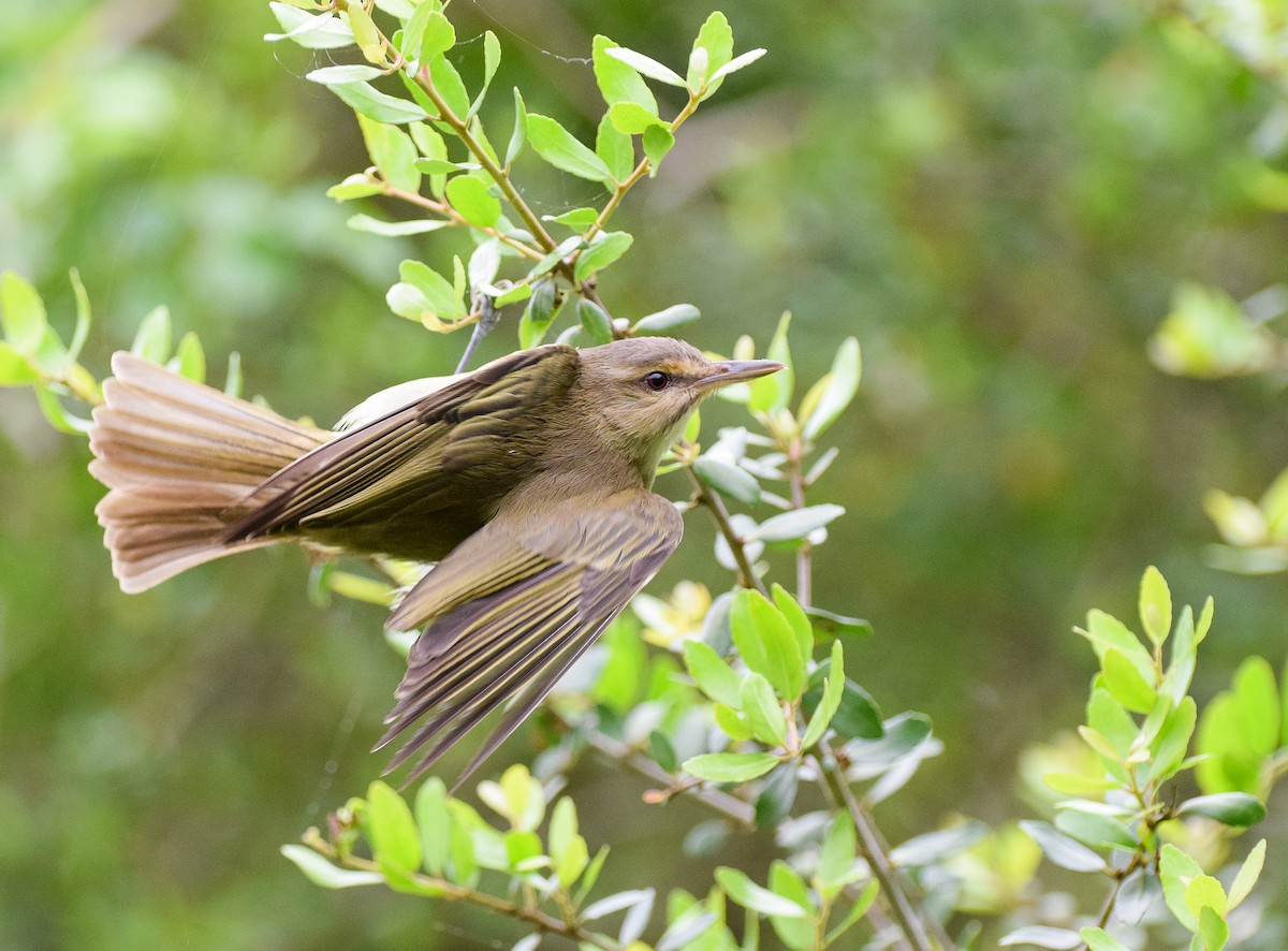 Black-whiskered Vireo - ML347543661