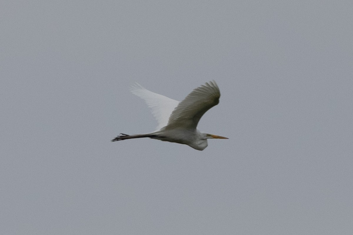 Great Egret - ML347543681