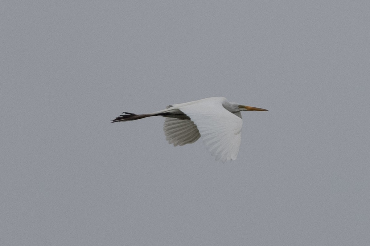 Great Egret - ML347543691