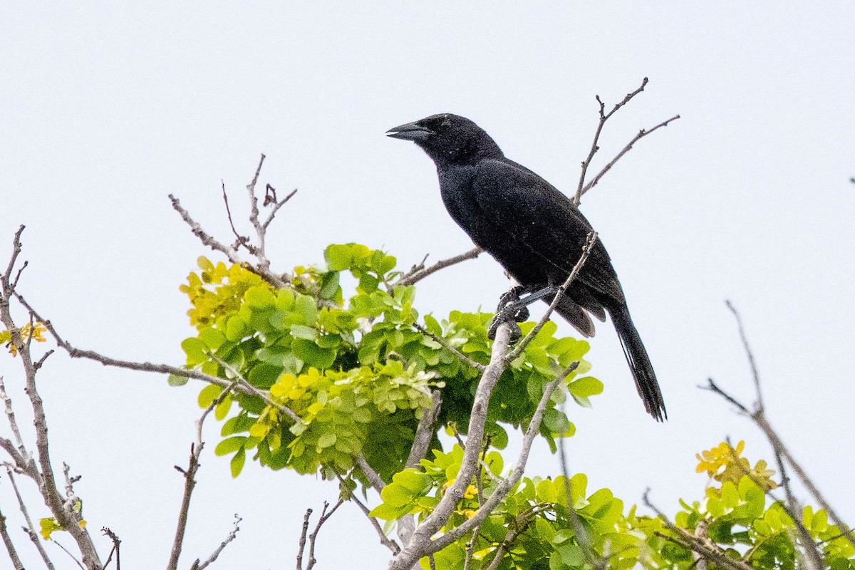 Melodious Blackbird - ML347543811