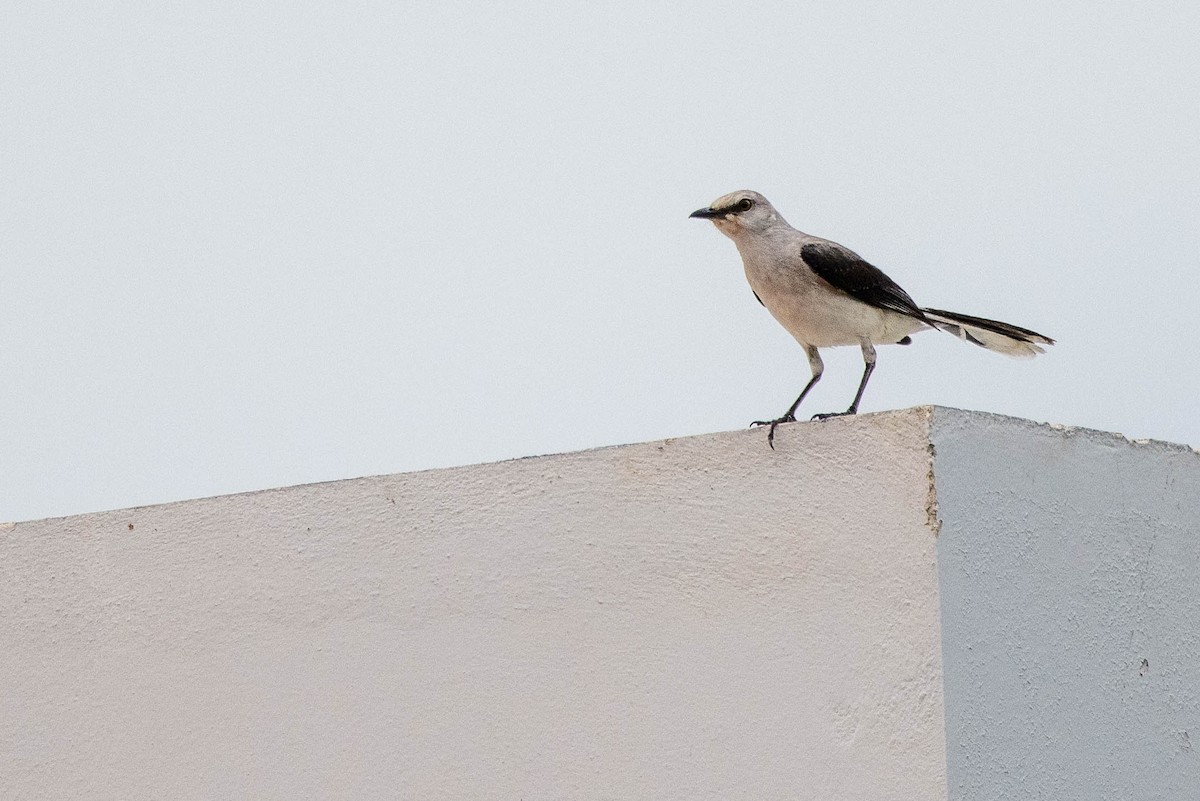 Tropical Mockingbird - ML347544011