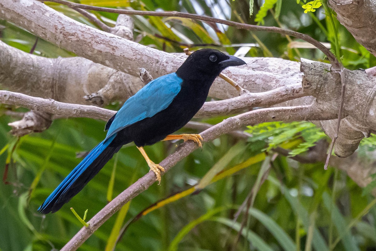 Yucatan Jay - ML347544091