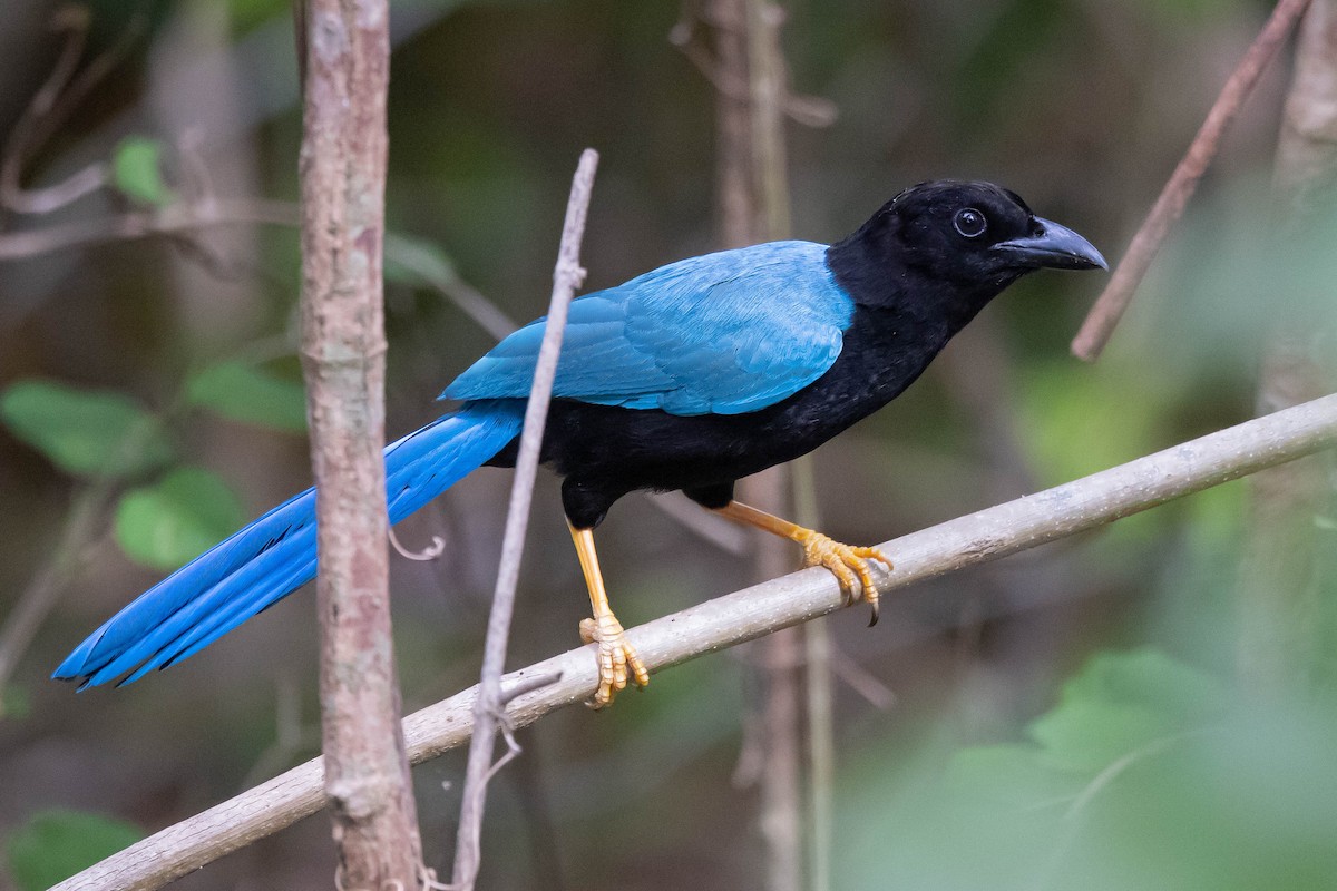 Yucatan Jay - ML347544121
