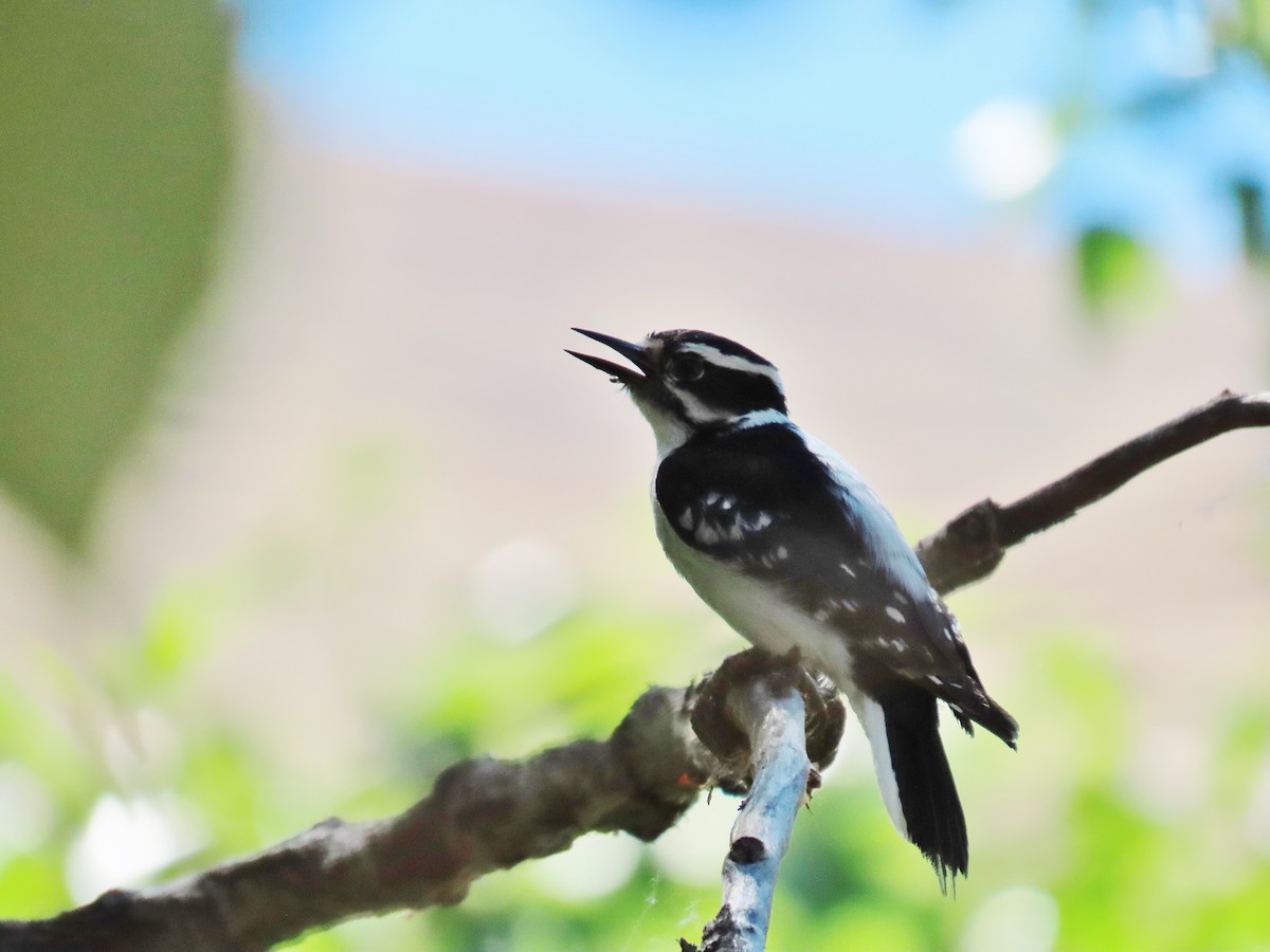 Hairy Woodpecker - ML347544321