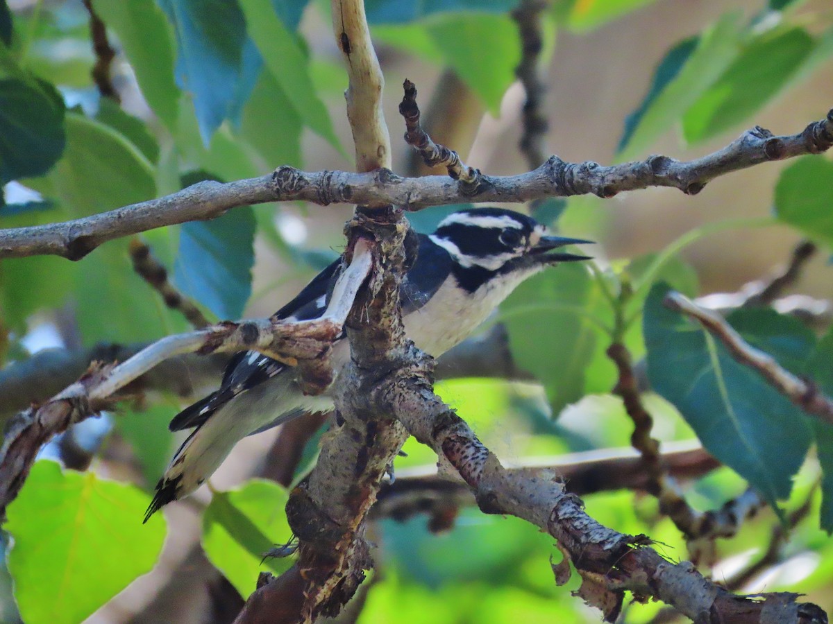 Hairy Woodpecker - ML347544331