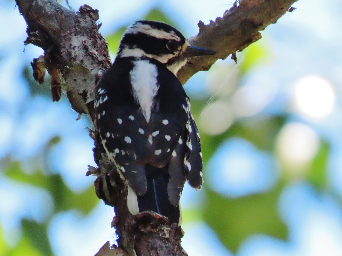 Hairy Woodpecker - Craig Johnson