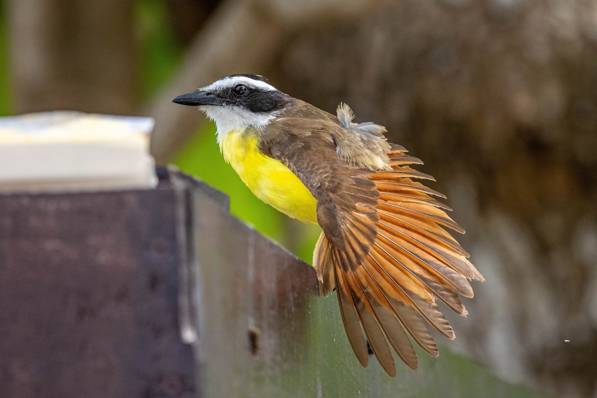Great Kiskadee - ML347544581