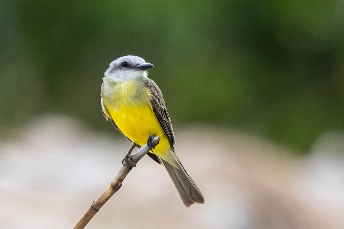 Tropical Kingbird - ML347544741