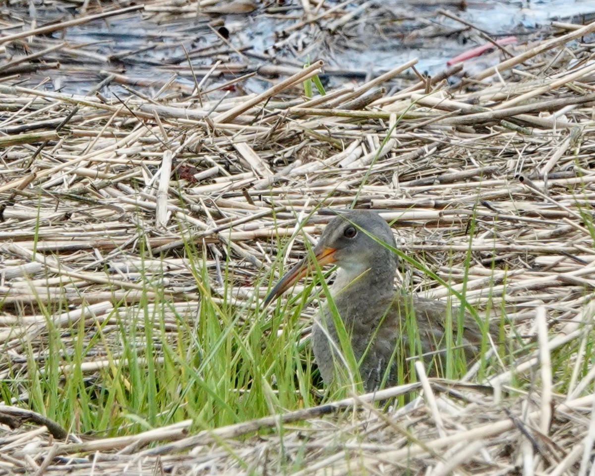 Clapper Rail - ML347545041