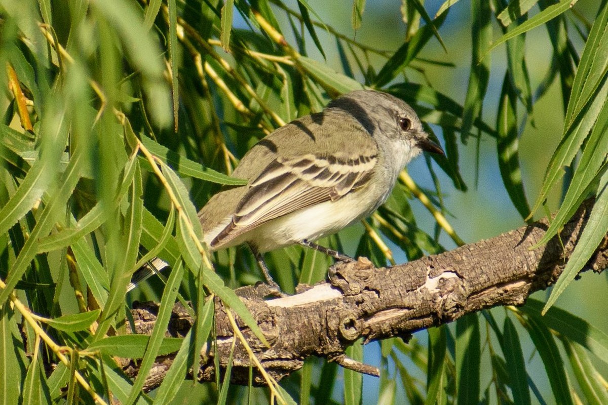 Suiriri Flycatcher - ARIEL ROTONDO