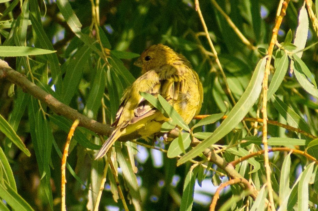 Saffron Finch - ML347545441