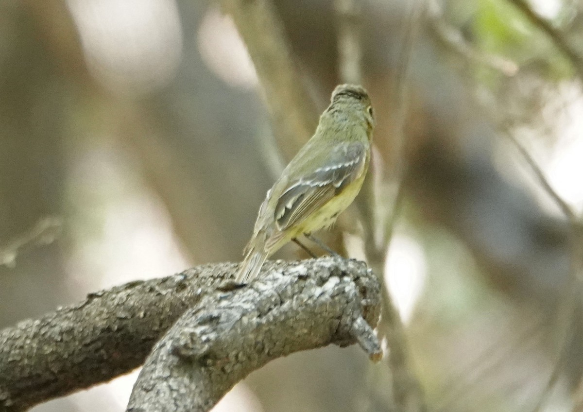 Western Flycatcher (Pacific-slope) - ML347545541