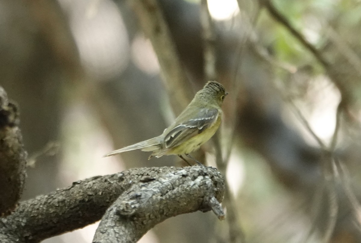 Mosquero del Pacífico (grupo difficilis) - ML347545561