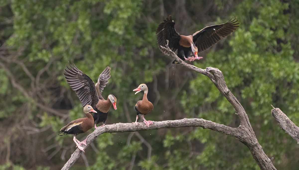 Black-bellied Whistling-Duck - ML347546451