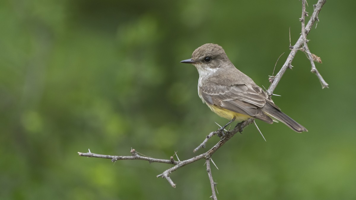 Vermilion Flycatcher - Bryan Calk