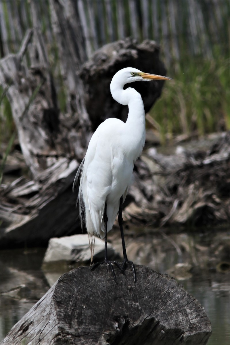 Great Egret - Gis Segler