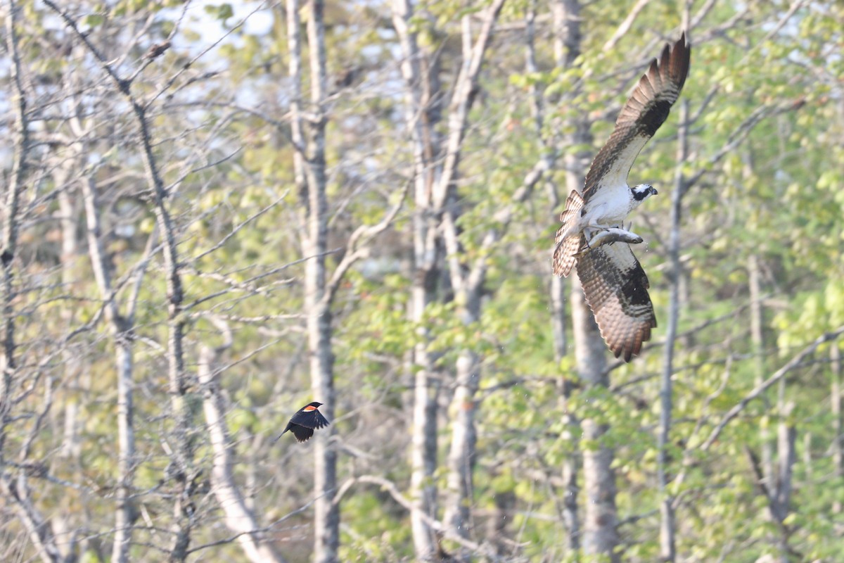 Osprey - ML347548181