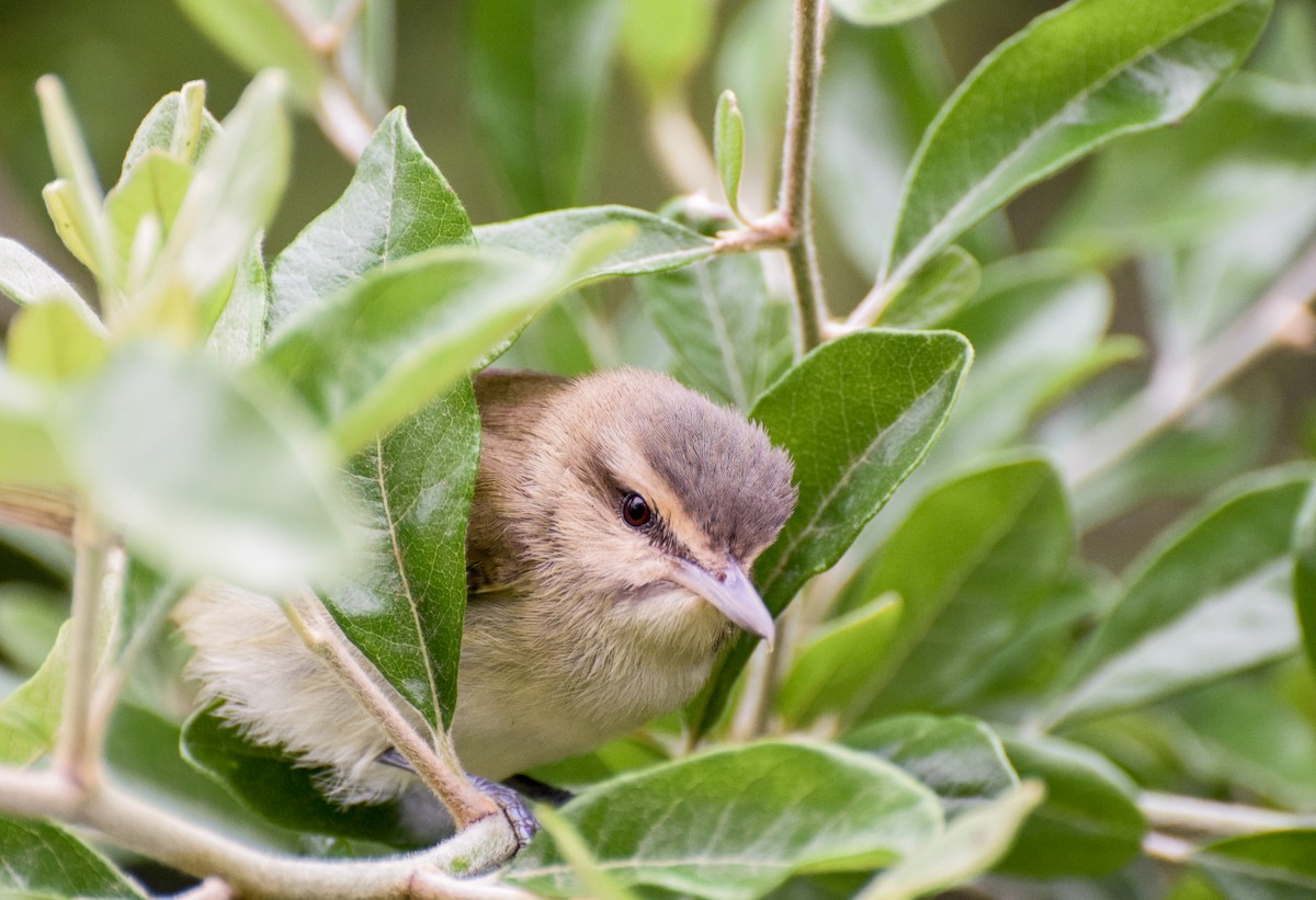 Vireo Bigotudo - ML347548871