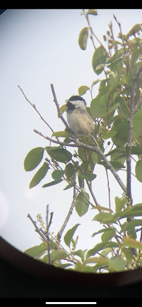 Black-capped Chickadee - ML347548901