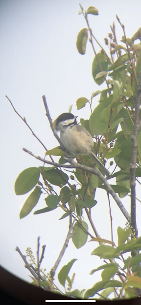 Black-capped Chickadee - ML347548921