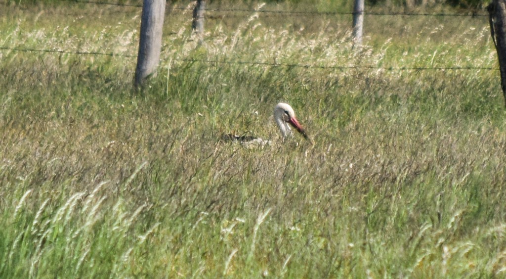 stork - ML347549391