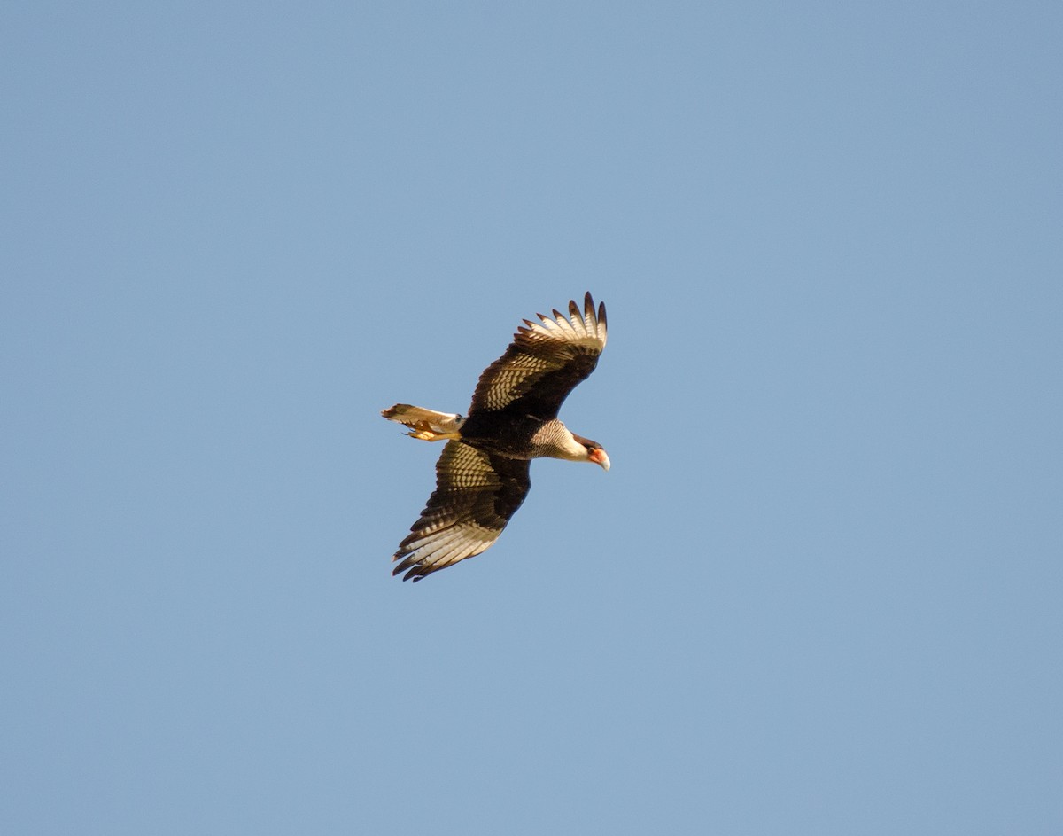 Caracara Carancho (sureño) - ML347549521