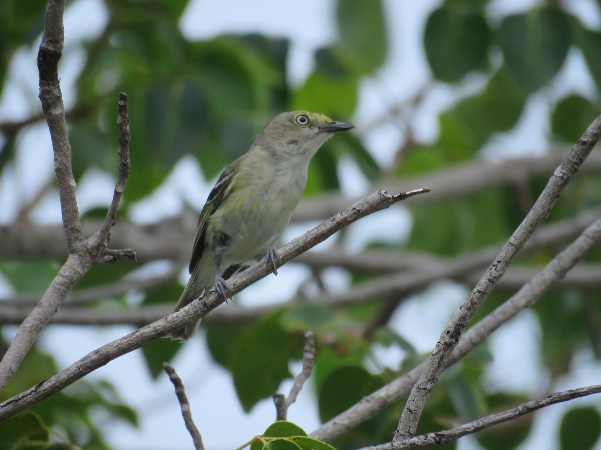 White-eyed Vireo - ML347551681