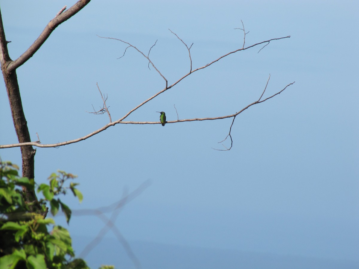 kolibřík lesklý - ML34755231