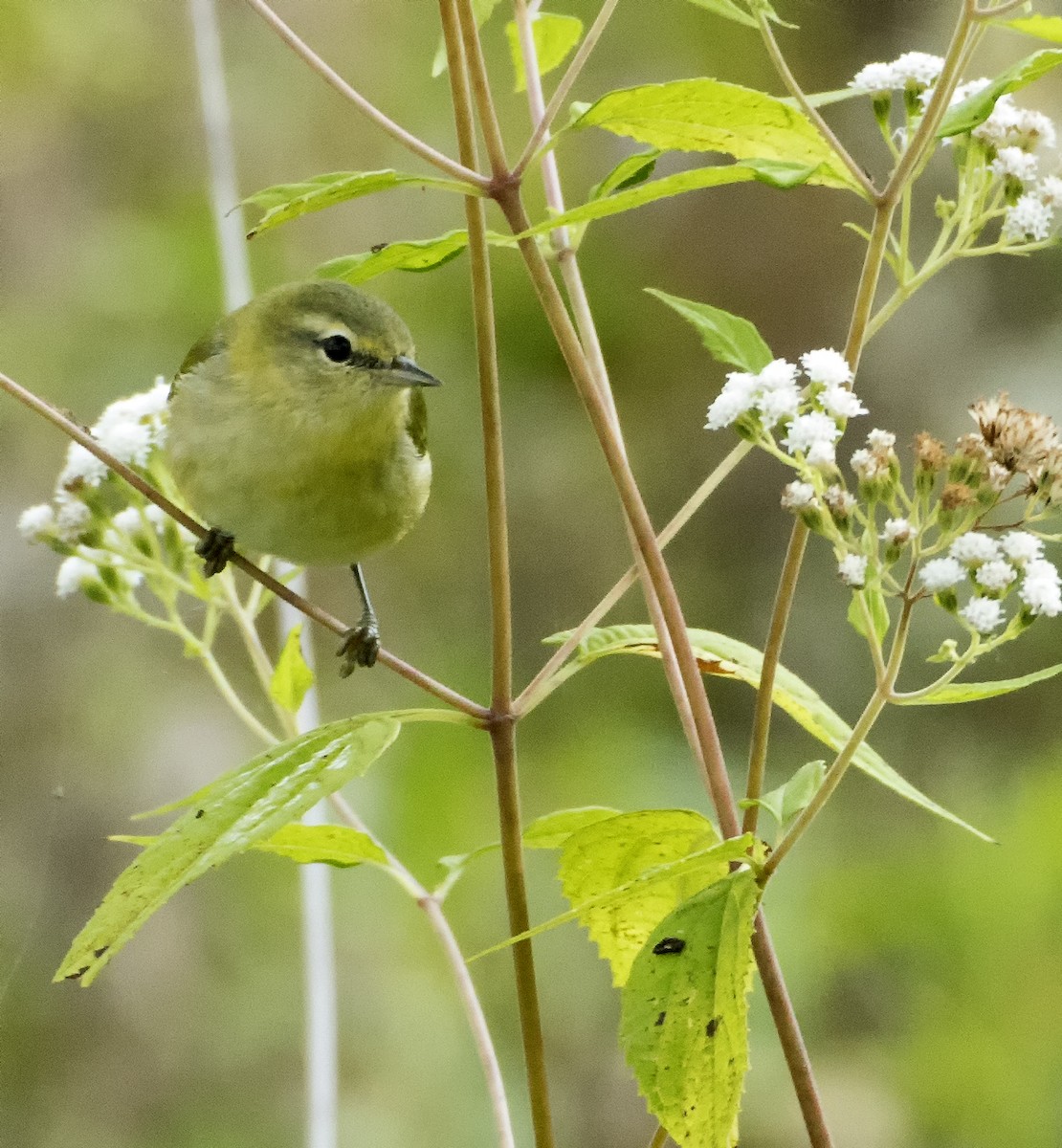 Tennessee Warbler - ML347552311