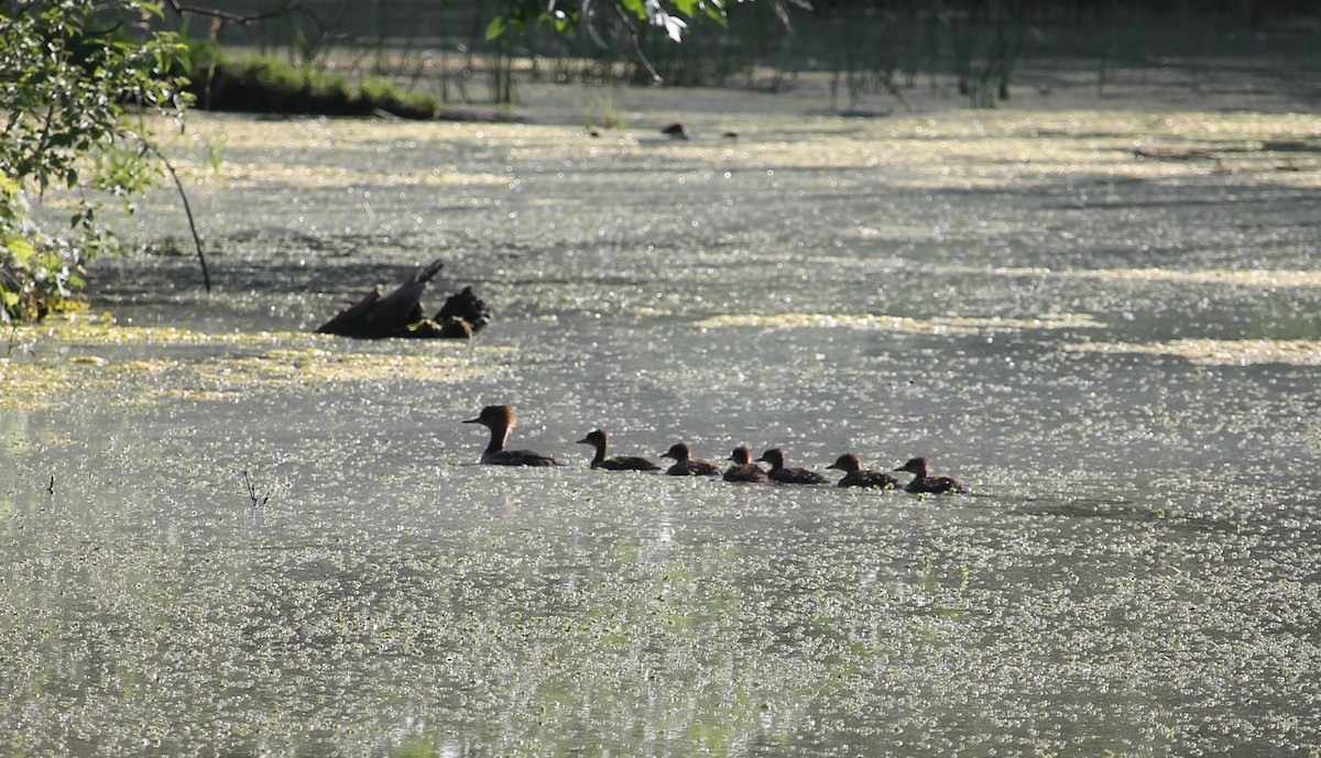 Hooded Merganser - ML347554001