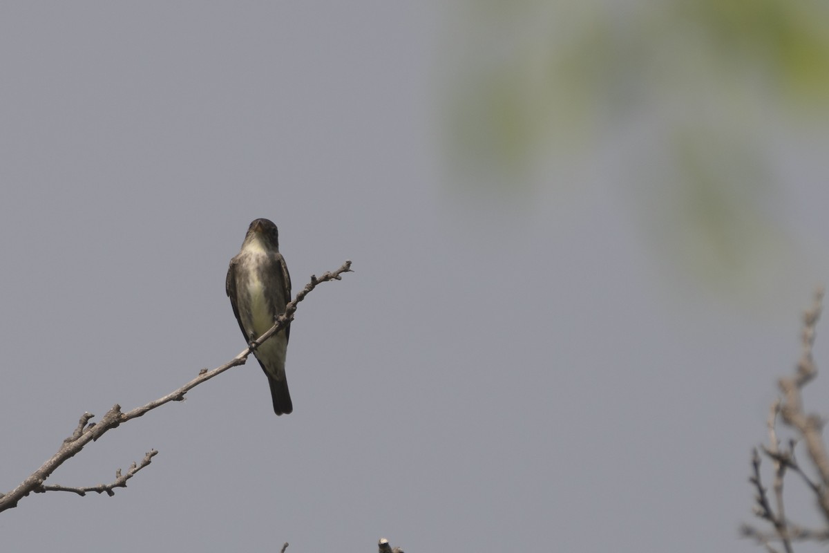 Olive-sided Flycatcher - ML347554091