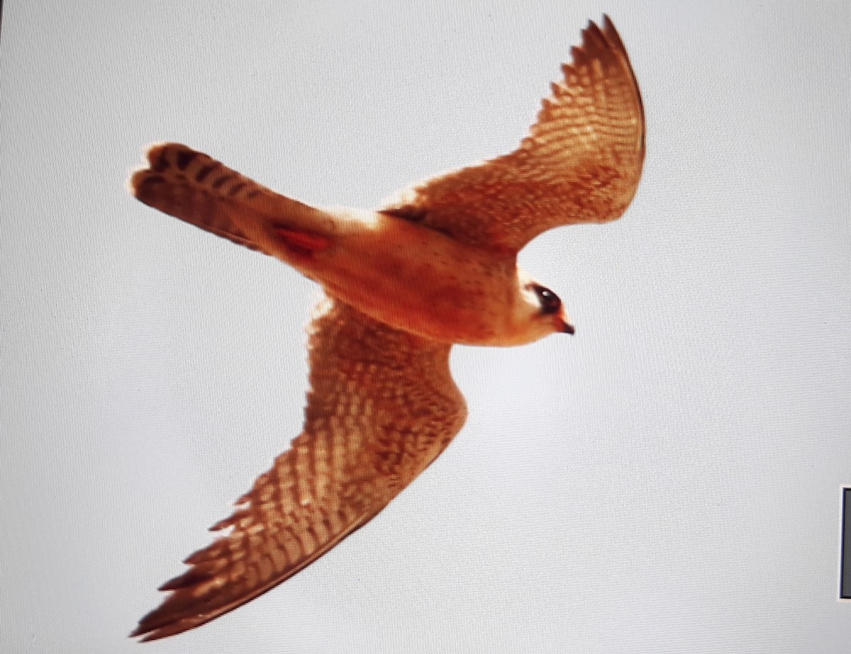 Red-footed Falcon - Mariano Martínez