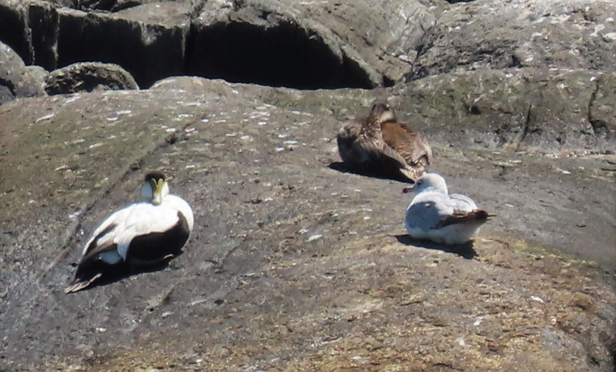 Ring-billed Gull - ML347554611