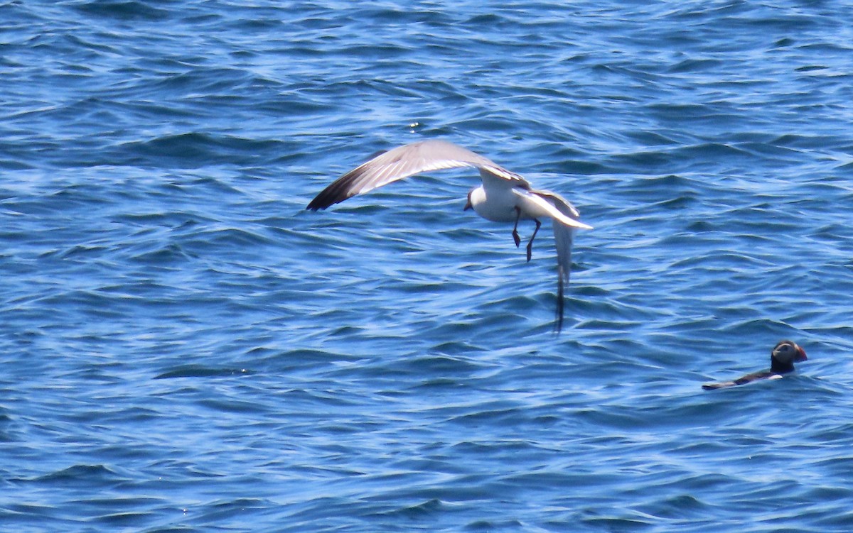 Gaviota Guanaguanare - ML347555011