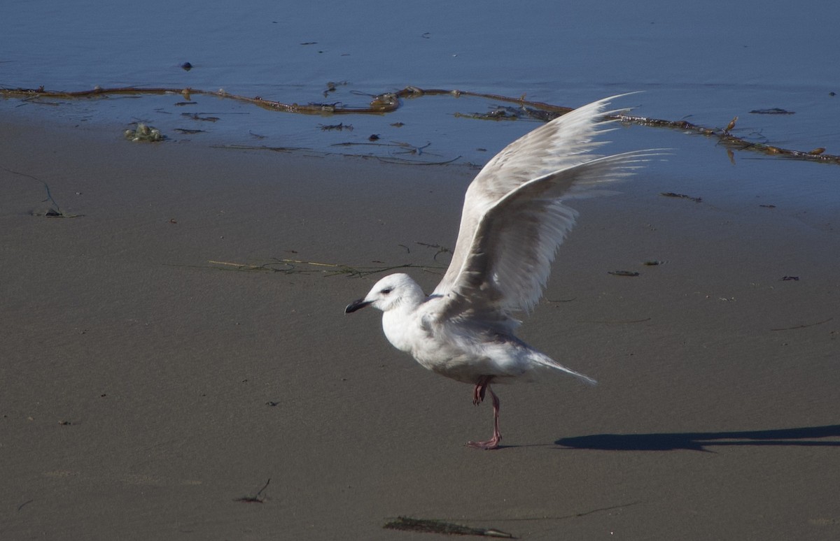 Glaucous-winged Gull - ML347555041