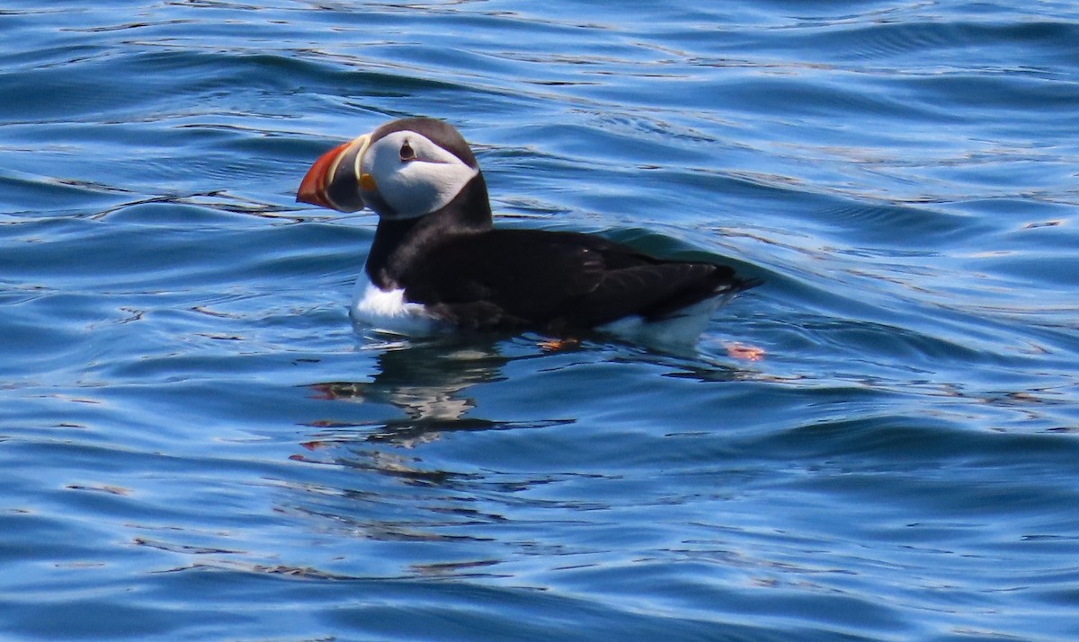 Atlantic Puffin - ML347555151