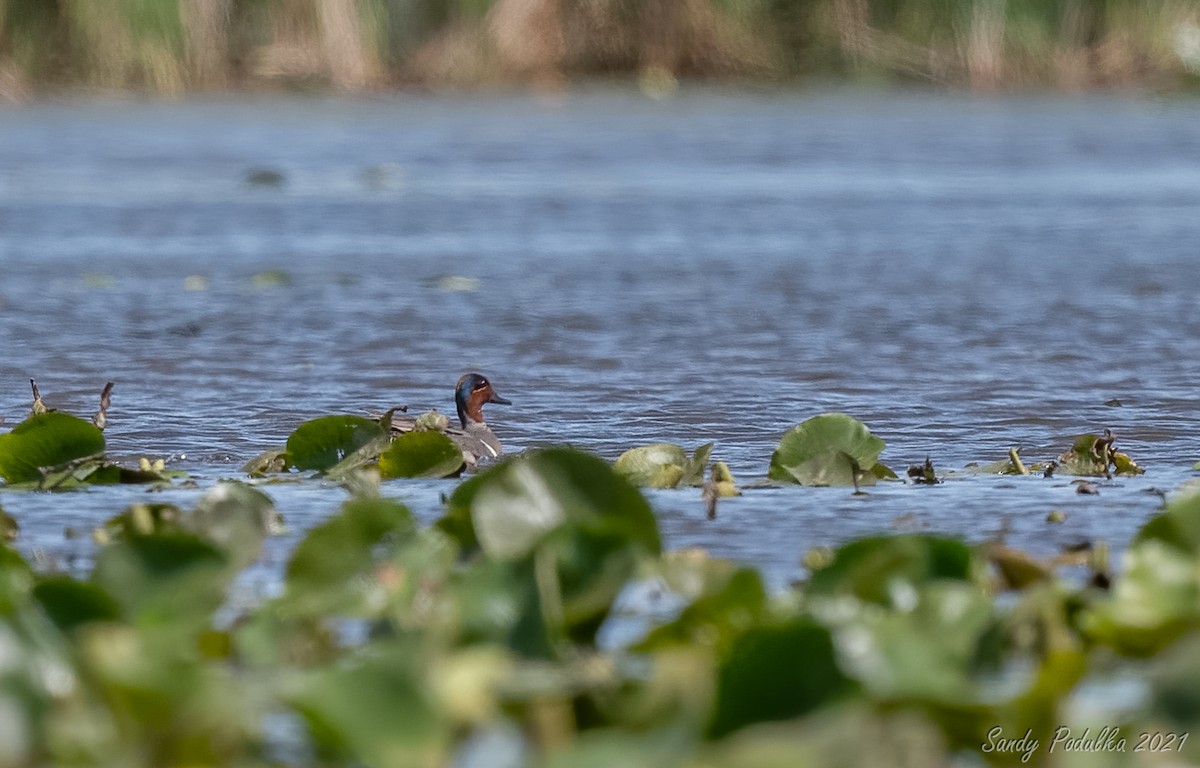 Green-winged Teal - ML347555591