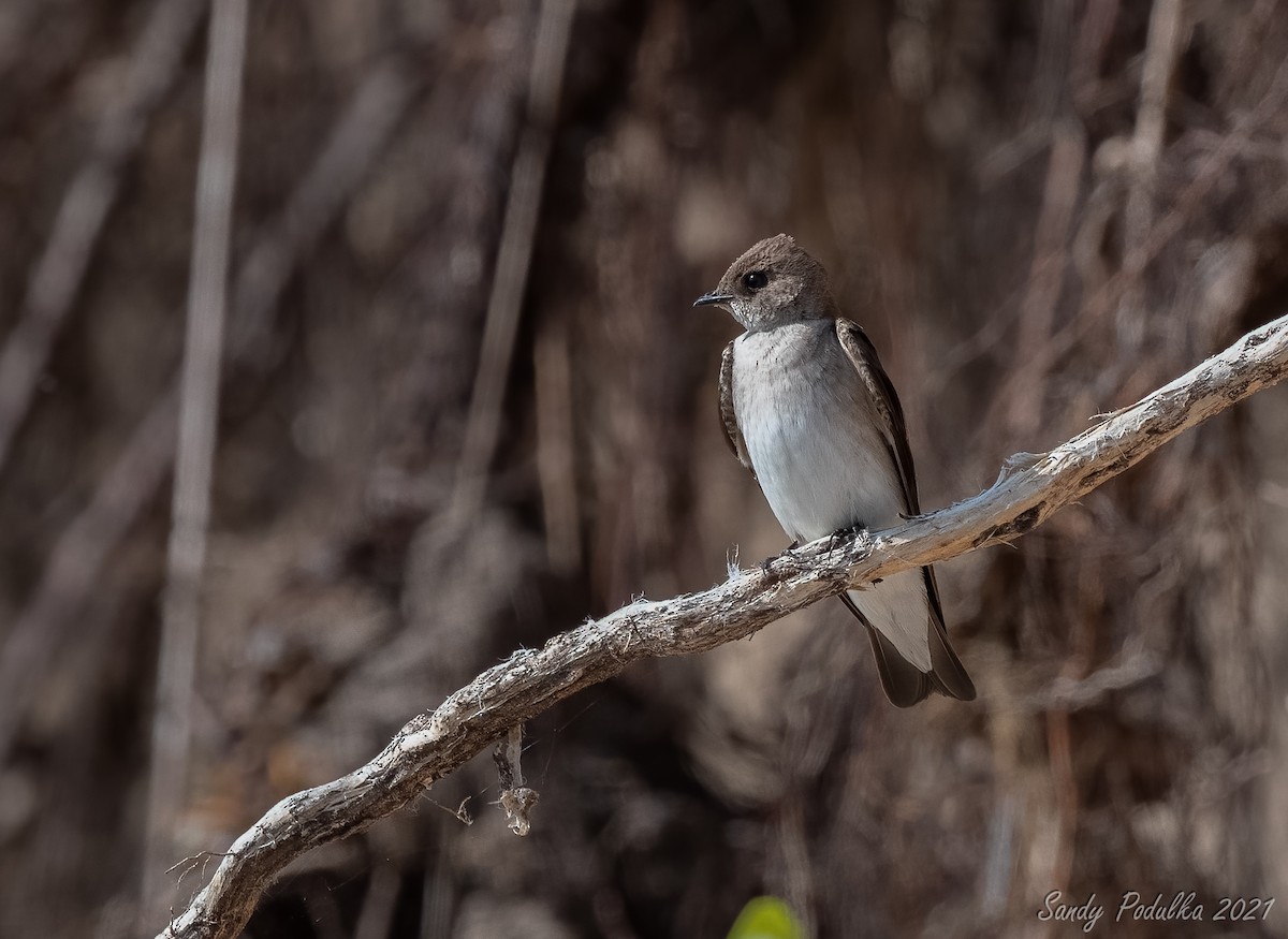 Northern Rough-winged Swallow - ML347558181