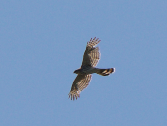 Cooper's Hawk - ML347559221