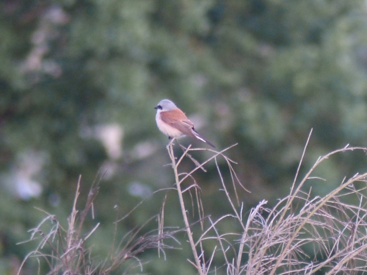 Red-backed Shrike - ML347560421