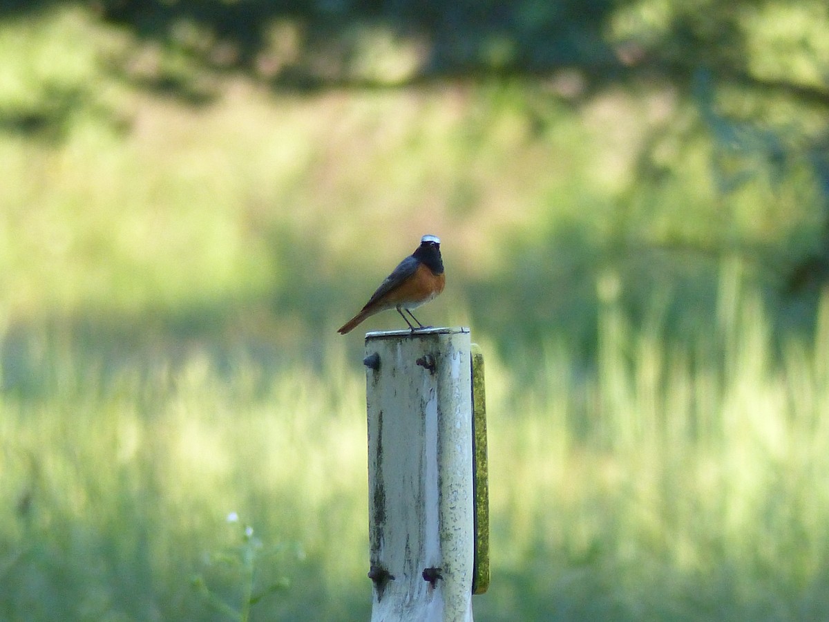 Common Redstart - ML347560501