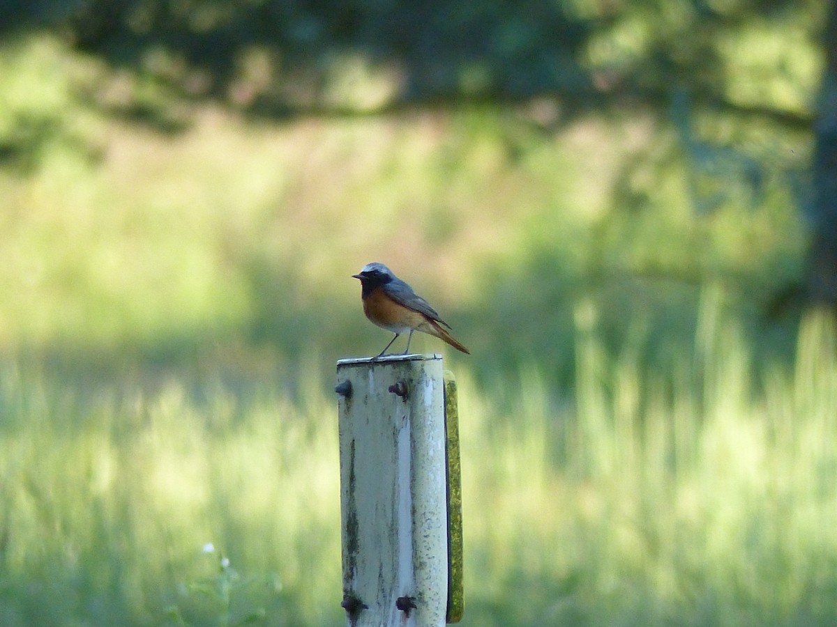 Common Redstart - ML347560521