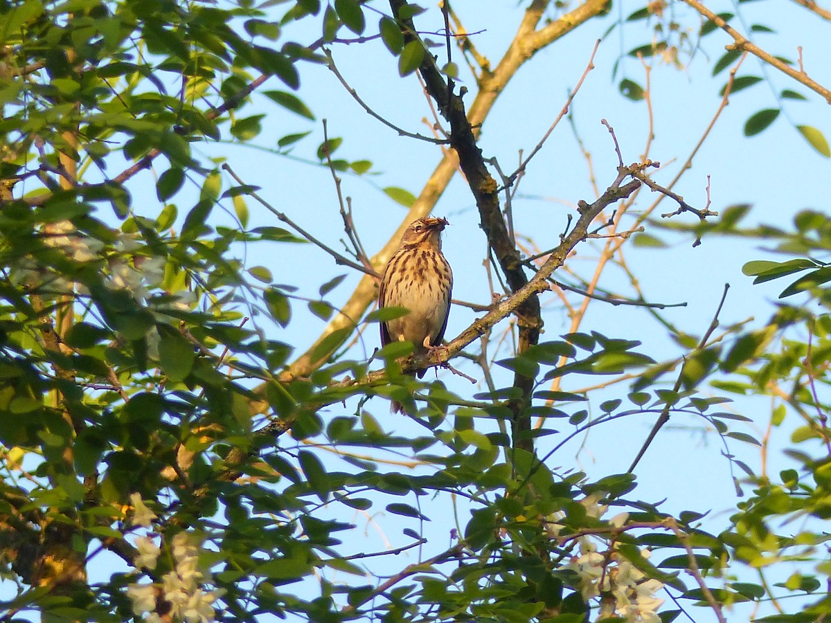 Tree Pipit - ML347560691