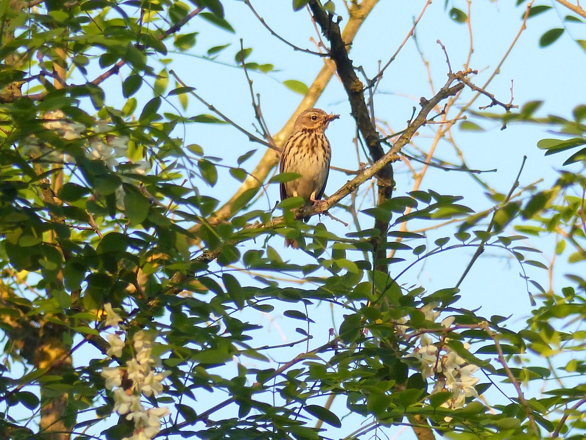 Tree Pipit - ML347560701