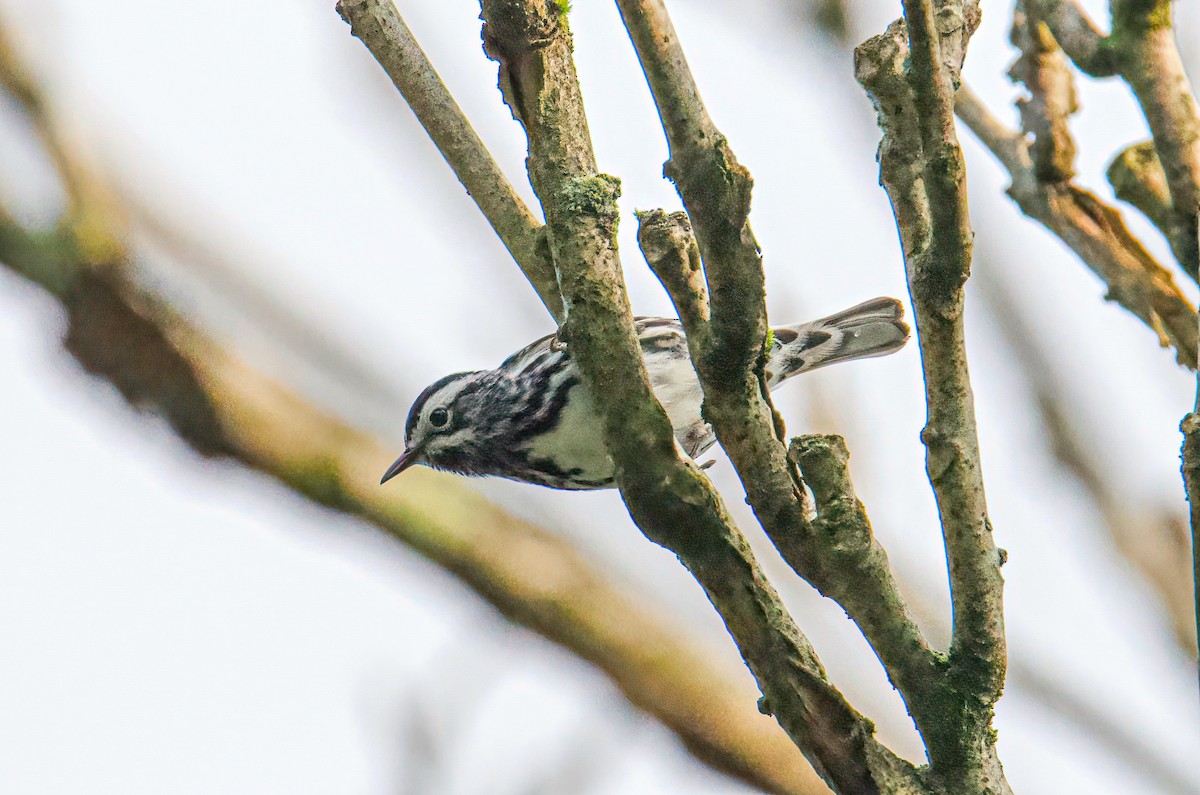 Black-and-white Warbler - ML347561071