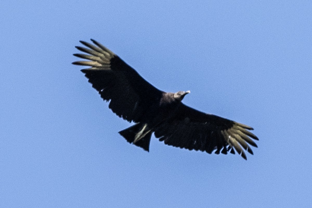 Black Vulture - ML347561871
