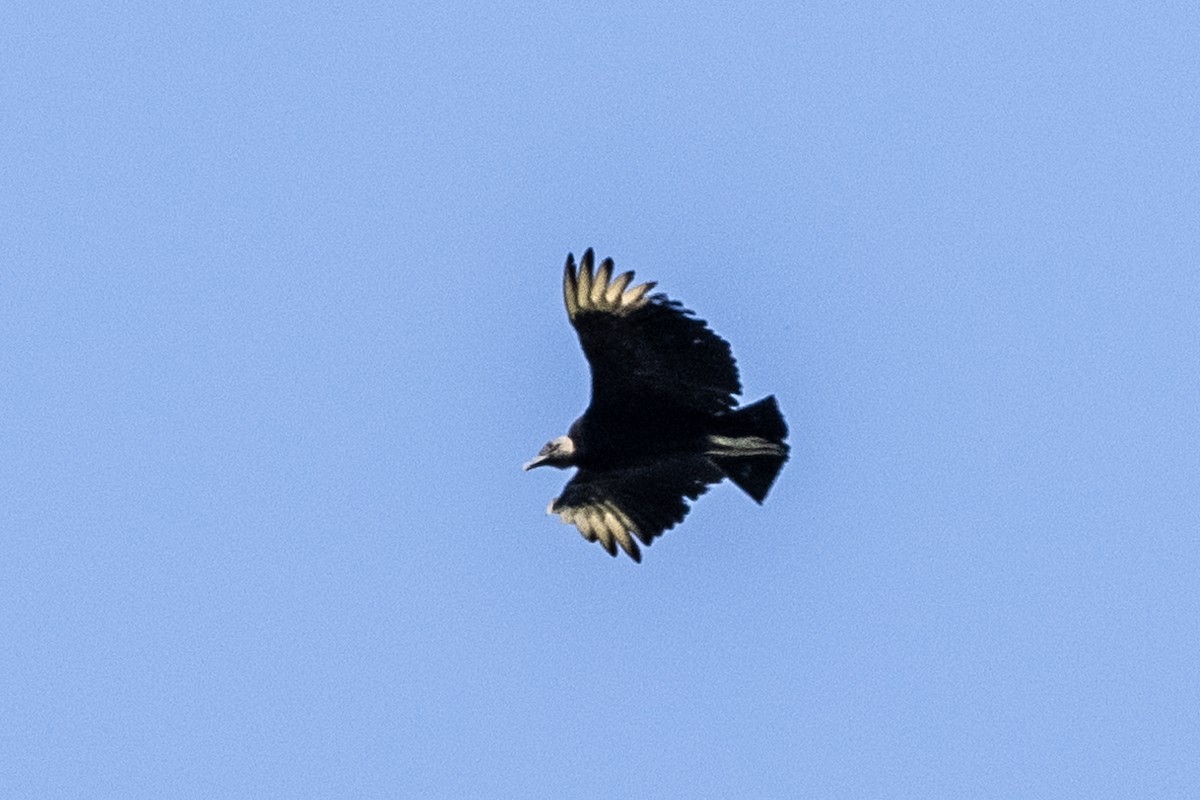 Black Vulture - ML347561931