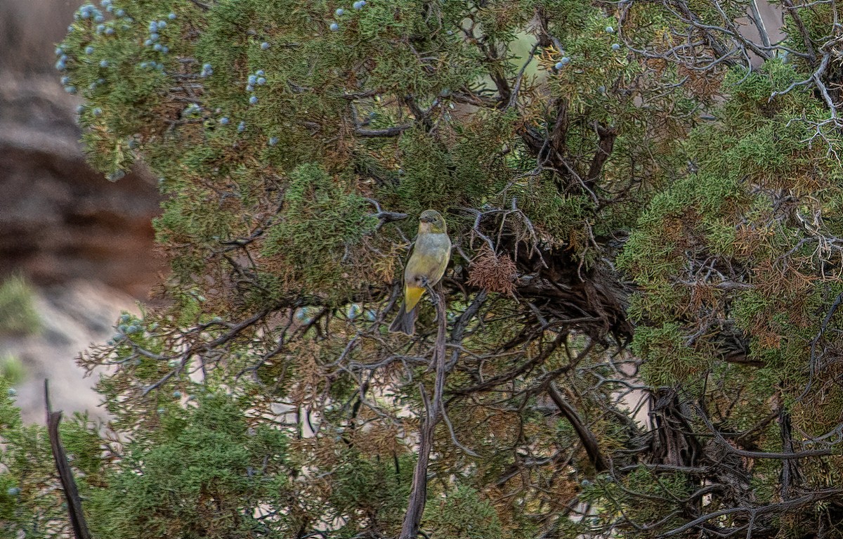 Western Tanager - ML347562161