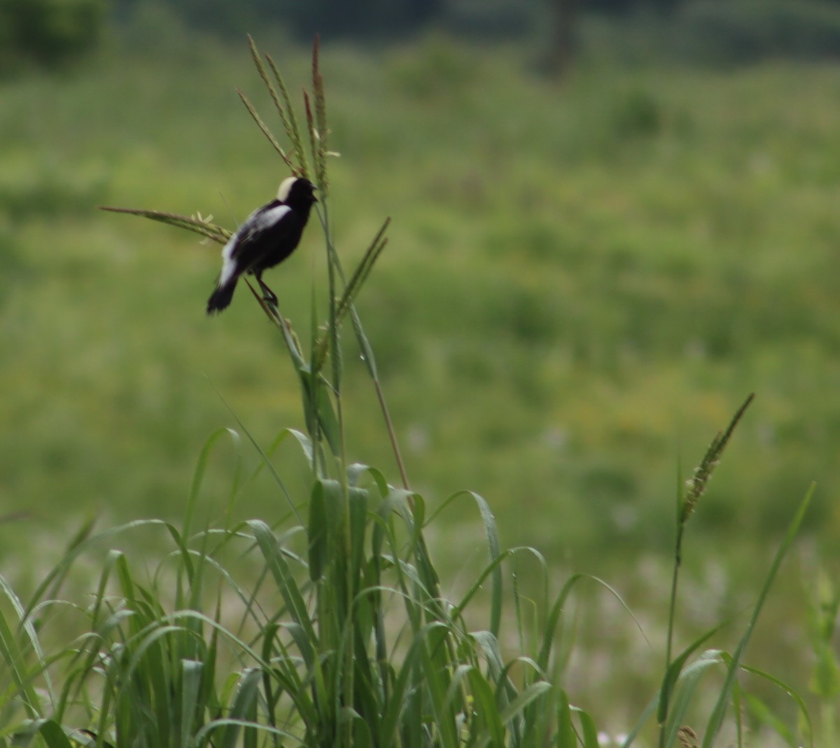 Bobolink - ML347562261