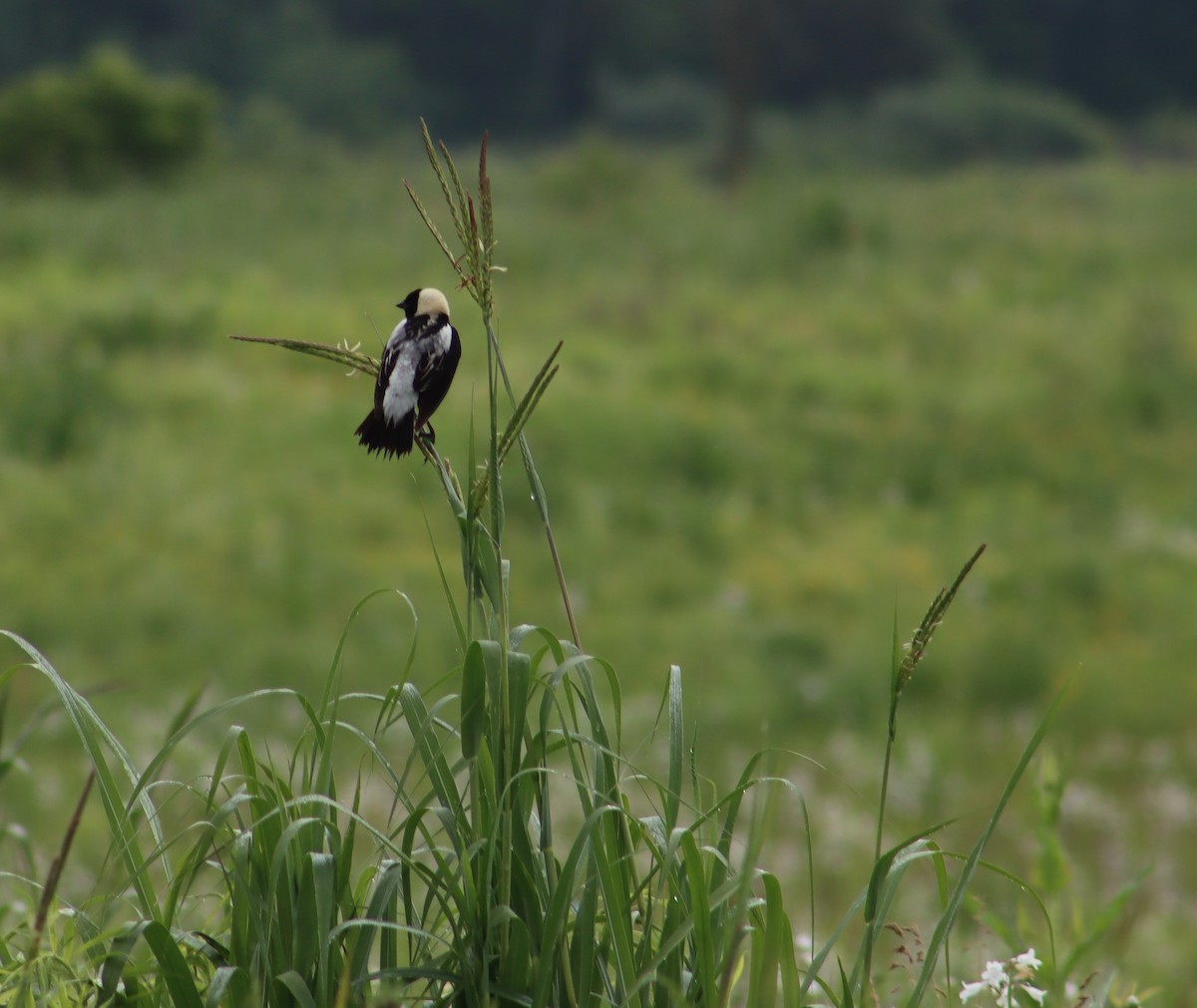 Bobolink - ML347562291